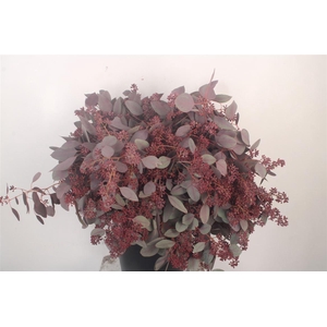 Euca Populus Berry V Red Per Bunch