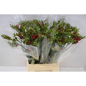Freesia do red