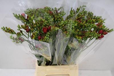<h4>Freesia do red</h4>