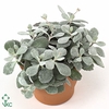 KALANCHOE NF PUMILA MET BLOEM