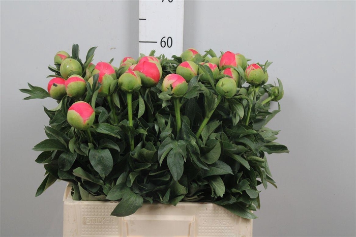 <h4>Paeo Coral Sunset</h4>