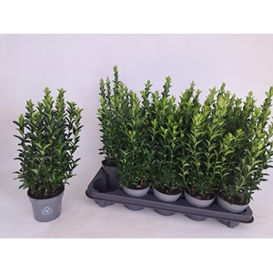 EUONYMUS JA GR SPIRE