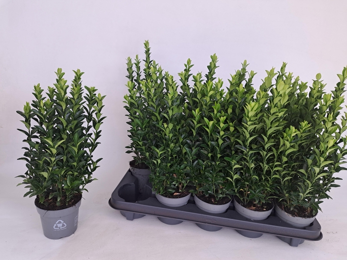 <h4>EUONYMUS JA GR SPIRE</h4>