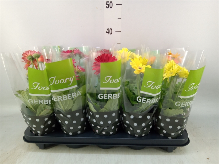 <h4>Gerbera  'Ivory'   ...mix</h4>