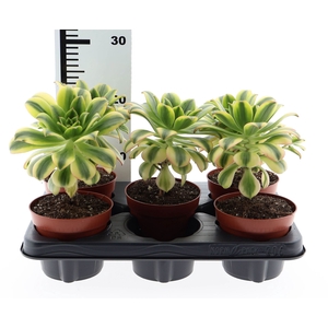 Aeonium   ...