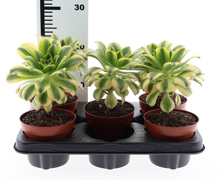 <h4>Aeonium   ...</h4>