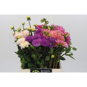 Dahlia Gemengd in fust