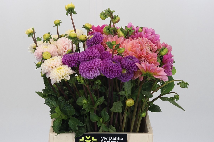 Dahlia Gemengd in fust