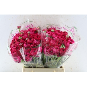 Ran Kloon Prima Laser