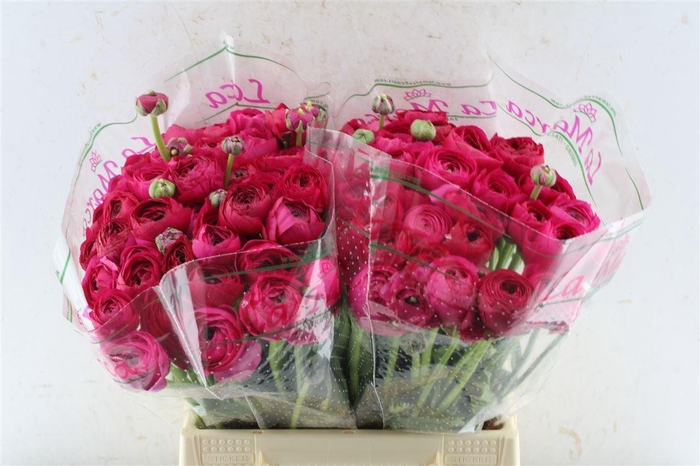 <h4>Ran Kloon Prima Laser</h4>