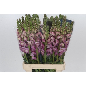 Antirrhinum Potomac Lavender