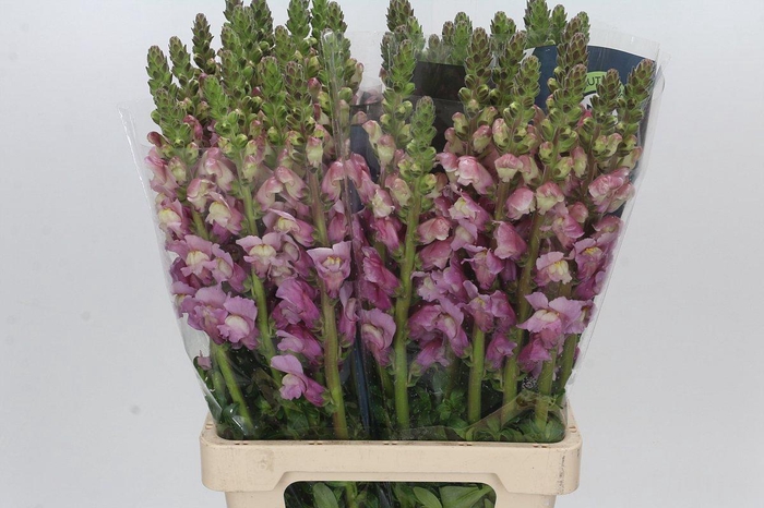 <h4>Antirrhinum Potomac Lavender</h4>