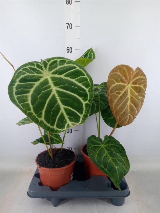 <h4>Anthurium   ...</h4>