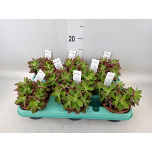 Echeveria pulvinata 'Devotion'