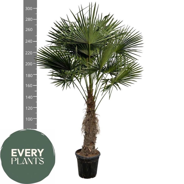 <h4>TRACHYC FORTUNEI</h4>