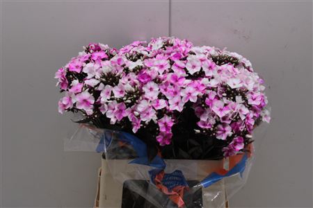 <h4>Phlox Kl Bh Cerise</h4>