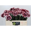 Dahlia Checkers