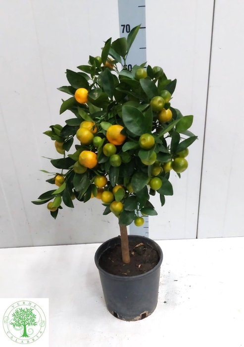 <h4>CITR MARGARITA</h4>