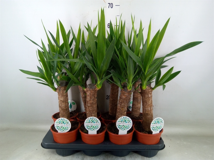 <h4>Yucca   ...</h4>