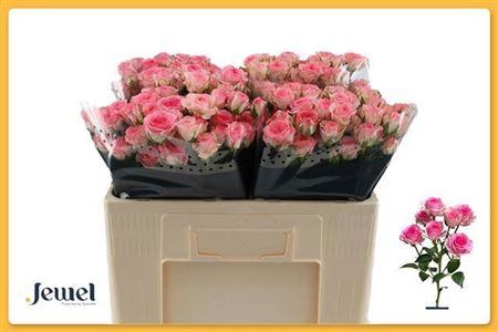 <h4>R Tr Tralala</h4>