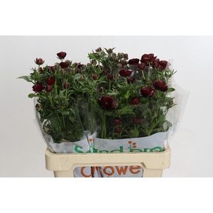 Ranunculus Magical Chocolate