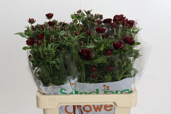 <h4>Ranunculus Magical Chocolate</h4>