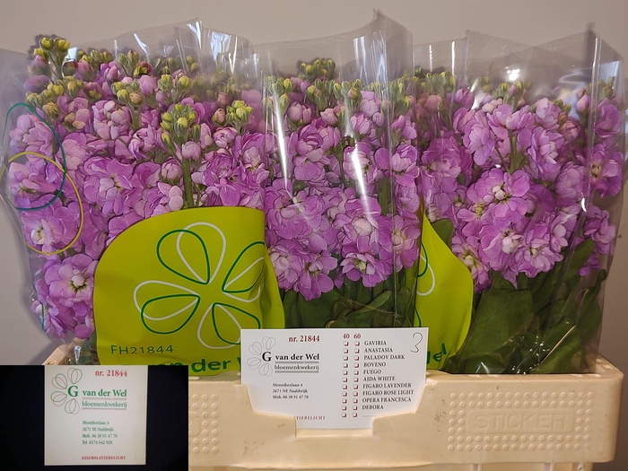 <h4>MATTH FEDORA</h4>