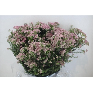 Rice Flower Pink P Bunch