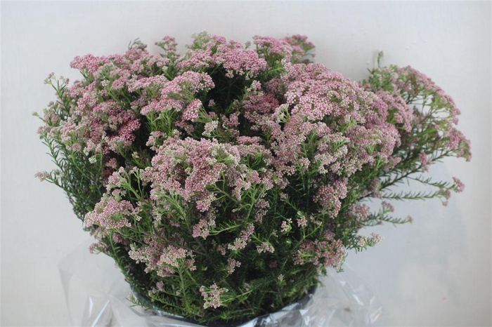 <h4>Rice Flower Pink P Bunch</h4>