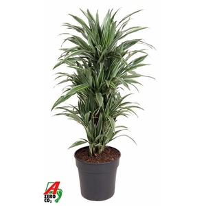 Dracaena f Deremensis Grp Warneckei