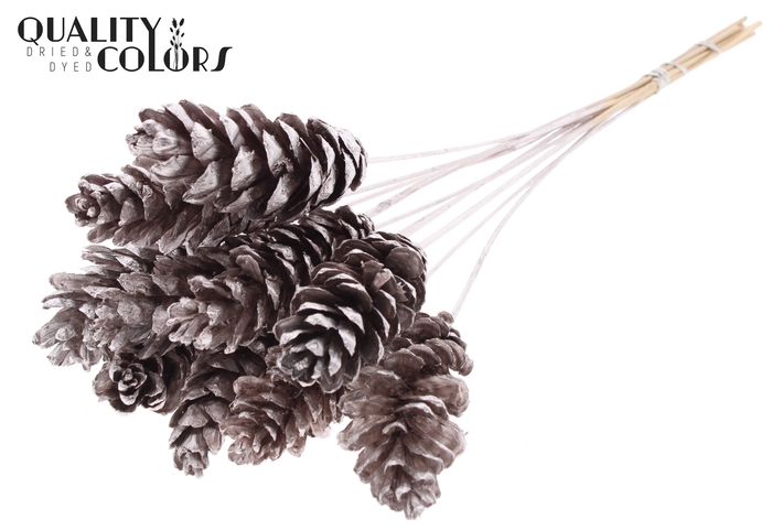 Strobus 10-15cm on stem Champagne