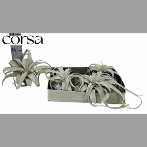 TILLANDSIA XEROGRAPH