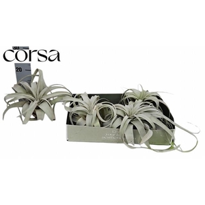 TILLANDSIA XEROGRAPH