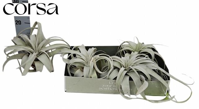 <h4>TILLANDSIA XEROGRAPH</h4>