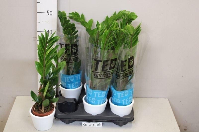 <h4>ZAMIO ZAMIIFOLIA</h4>