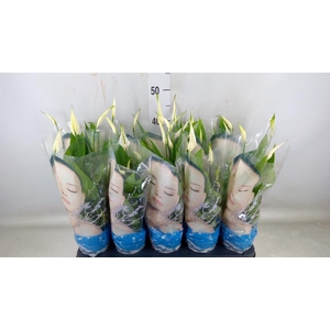 Spathiphyllum  'Alana'