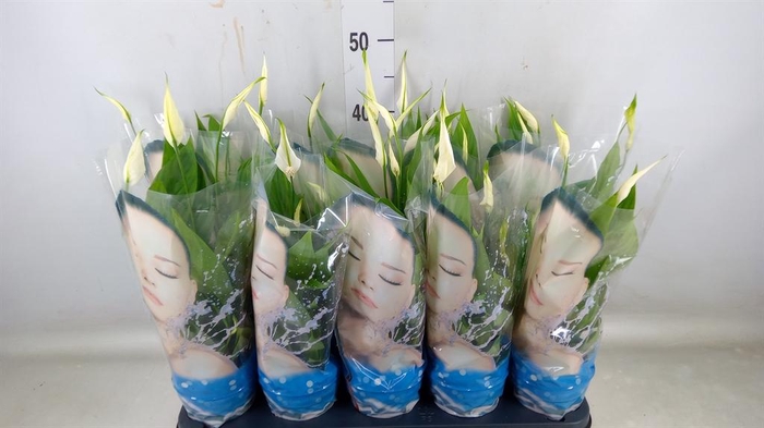 <h4>Spathiphyllum 'Alana'</h4>