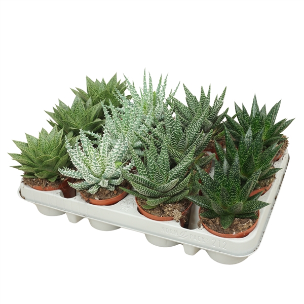 <h4>Aloë/Gasteria mix 8,5 cm</h4>