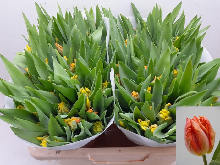 <h4>TU PA COMET</h4>