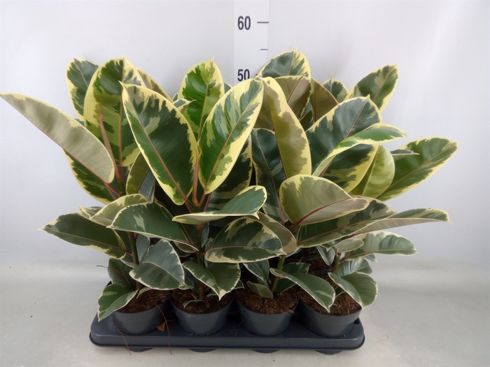 <h4>Ficus elastica 'Tineke'</h4>