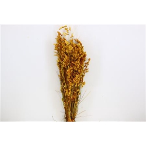 Dried Briza Maxima Yellow Bunch