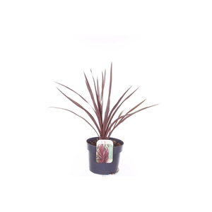Cordyline australis Red Star