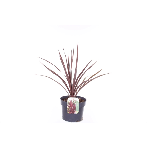 <h4>Cordyline australis Red Star</h4>