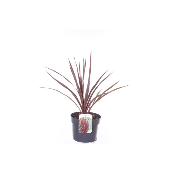 <h4>Cordyline australis Red Star</h4>