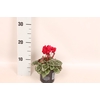 Cyclamen Super Serie Wine Red