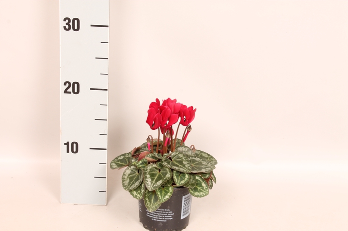 Cyclamen Super Serie Wine Red