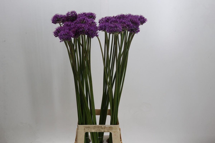 <h4>Allium  'Gladiator'</h4>