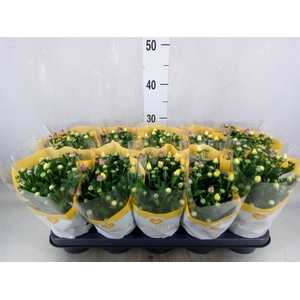Chrysanthemum   ..mix/pot