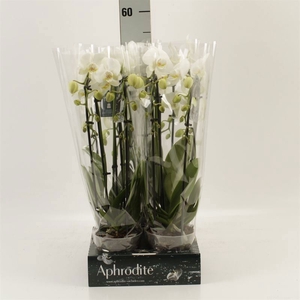 Phalaenopsis  'Elegant Cascade'