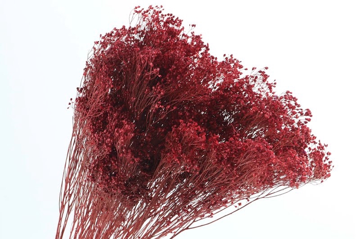 <h4>Broom Bloom Red</h4>